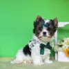 Бивер йоркширский терьер - Вся Беларусь - 255959 - Доска объявлений Kupika.by - Фото 4