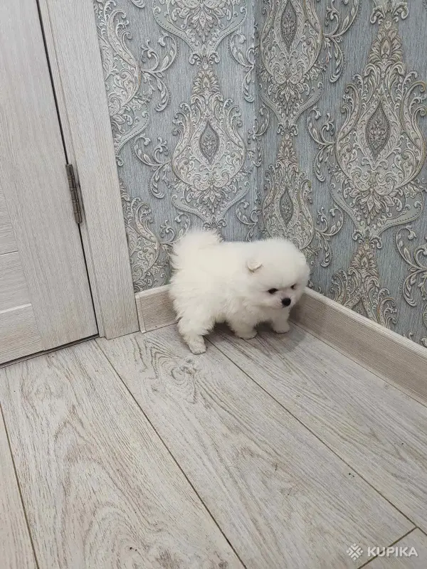 Щенки померанский шпиц - Вся Беларусь - 254204 - Доска объявлений Kupika.by - Фото 4