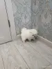Щенки померанский шпиц - Вся Беларусь - 254204 - Доска объявлений Kupika.by - Фото 4