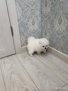 Щенки померанский шпиц