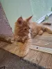 Кошки - Продам котят мейкунов - Вся Беларусь Продам котят мейкунов - Вся Беларусь - 254134 - Доска объявлений Kupika.by