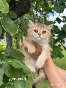 Шотландские котята