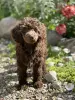 Карликовый пудель - Вся Беларусь - 253976 - Доска объявлений Kupika.by