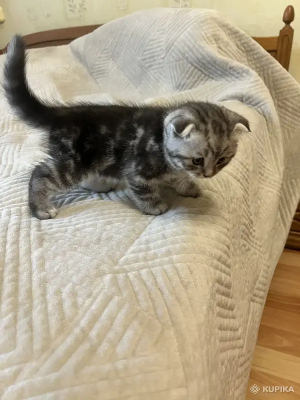Кошки - Шотландский вислоухий мальчик - Вся Беларусь - Фото 6 Шотландский вислоухий мальчик - Вся Беларусь - 255750 - Доска объявлений Kupika.by - Фото 6