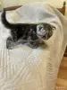 Кошки - Шотландский вислоухий мальчик - Вся Беларусь - Фото 6 Шотландский вислоухий мальчик - Вся Беларусь - 255750 - Доска объявлений Kupika.by - Фото 6