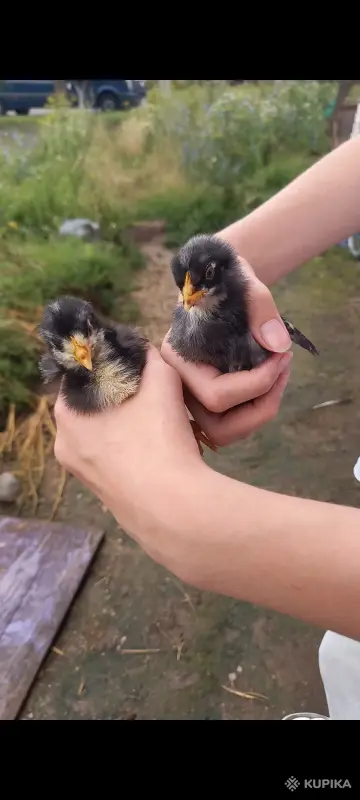 Цыплята подрощенные