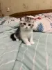 Кошки - Шотландская девочка - Вся Беларусь - Фото 10 Шотландская девочка - Вся Беларусь - 255748 - Доска объявлений Kupika.by - Фото 10