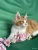 Кошки - Котята мейн-кун - Вся Беларусь - Фото 5 Котята мейн-кун - Вся Беларусь - 253681 - Доска объявлений Kupika.by - Фото 5