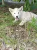 Щенки - Вся Беларусь - 253980 - Доска объявлений Kupika.by - Фото 4