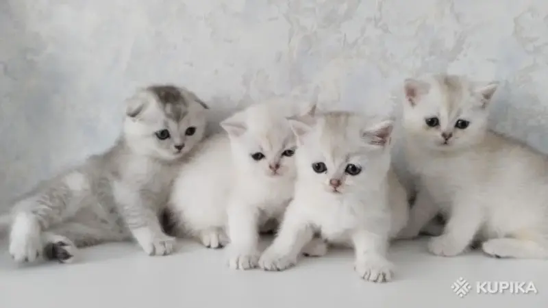Кошки - Котята шотландские - Вся Беларусь - Фото 9 Котята шотландские - Вся Беларусь - 254364 - Доска объявлений Kupika.by - Фото 9