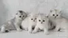 Кошки - Котята шотландские - Вся Беларусь - Фото 9 Котята шотландские - Вся Беларусь - 254364 - Доска объявлений Kupika.by - Фото 9