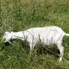 Дойные козы и козлята - Вся Беларусь - 254401 - Доска объявлений Kupika.by - Фото 2