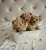 Мальтипу щенки - Вся Беларусь - 257833 - Доска объявлений Kupika.by - Фото 2