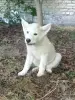 Щенки - Вся Беларусь - 253980 - Доска объявлений Kupika.by - Фото 2