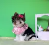 Бивер йоркширский терьер - Вся Беларусь - 255959 - Доска объявлений Kupika.by - Фото 3