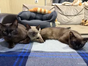 Котенок бурма