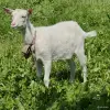 Дойные козы и козлята - Вся Беларусь - 254401 - Доска объявлений Kupika.by - Фото 4