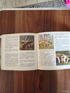 Книга. Макромицеты. Для грибников.