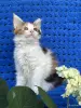 Мейн-кун котенок девочка - Вся Беларусь - 255966 - Доска объявлений Kupika.by - Фото 5