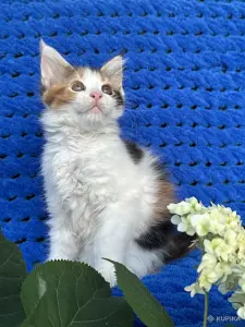 Мейн-кун котенок девочка