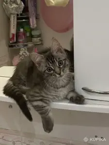 Котенок