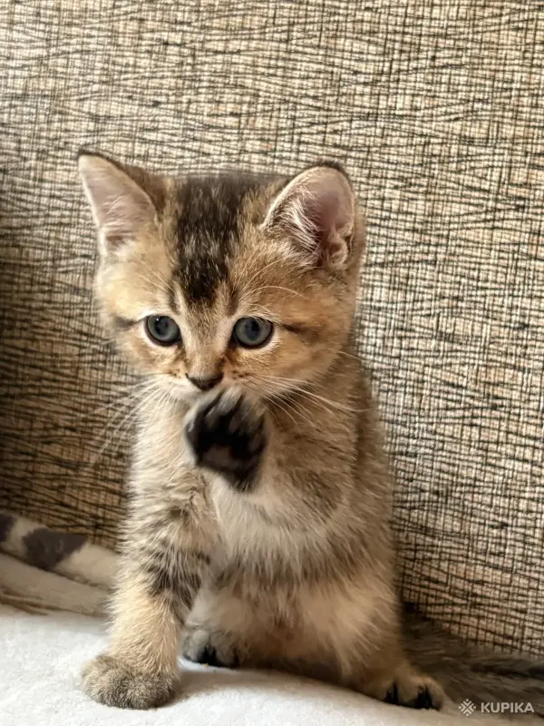 Кошки - Шотландские котята - Вся Беларусь - Фото 4 Шотландские котята - Вся Беларусь - 255076 - Доска объявлений Kupika.by - Фото 4