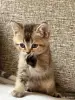 Кошки - Шотландские котята - Вся Беларусь - Фото 4 Шотландские котята - Вся Беларусь - 255076 - Доска объявлений Kupika.by - Фото 4