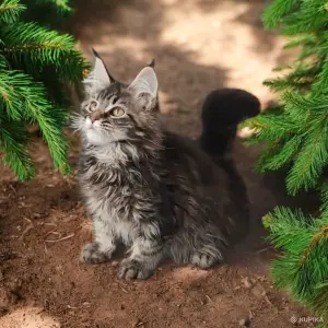 Котята Мейн-кун в разных окрасах
