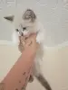 Котенок - Вся Беларусь - 256185 - Доска объявлений Kupika.by
