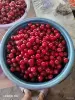 Продукты питания - Вишня - Вся Беларусь - Фото 2 Вишня - Вся Беларусь - 255402 - Доска объявлений Kupika.by - Фото 2