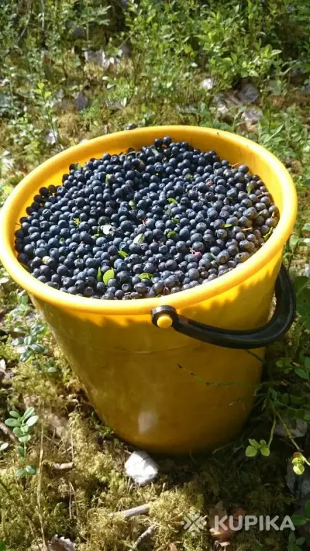 лесная черника