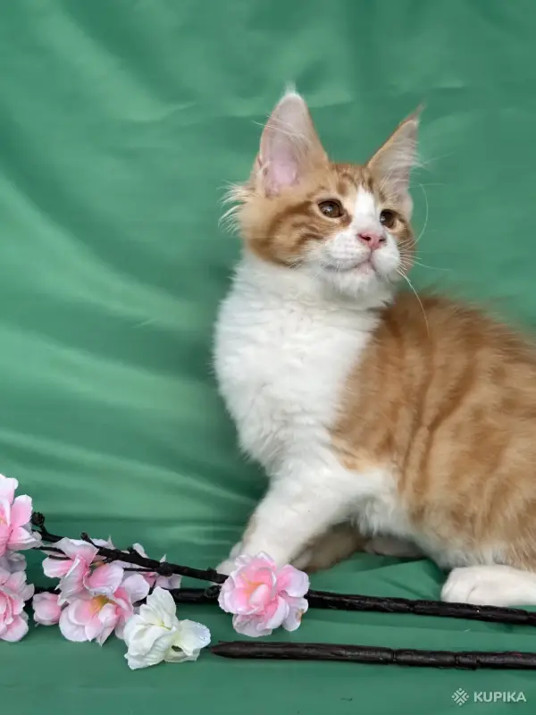 Кошки - Котята мейн-кун - Вся Беларусь - Фото 7 Котята мейн-кун - Вся Беларусь - 253681 - Доска объявлений Kupika.by - Фото 7