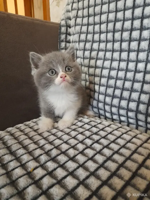 Кошки - Шотландский котенок - Вся Беларусь - Фото 3 Шотландский котенок - Вся Беларусь - 256286 - Доска объявлений Kupika.by - Фото 3