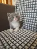 Кошки - Шотландский котенок - Вся Беларусь - Фото 3 Шотландский котенок - Вся Беларусь - 256286 - Доска объявлений Kupika.by - Фото 3