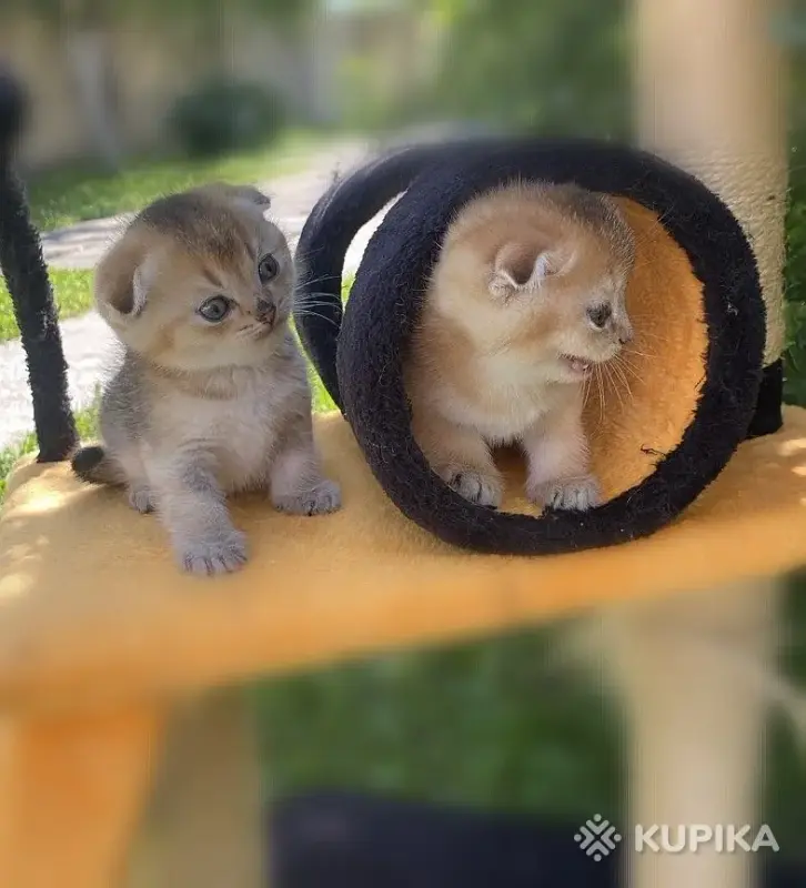 Кошки - Шотландские вислоухие котята - Вся Беларусь - Фото 2 Шотландские вислоухие котята - Вся Беларусь - 257842 - Доска объявлений Kupika.by - Фото 2