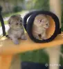 Кошки - Шотландские вислоухие котята - Вся Беларусь - Фото 2 Шотландские вислоухие котята - Вся Беларусь - 257842 - Доска объявлений Kupika.by - Фото 2
