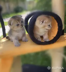 Шотландские вислоухие котята