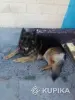 Щенки немецкой овчарки - Вся Беларусь - 253935 - Доска объявлений Kupika.by