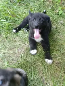 Щенки