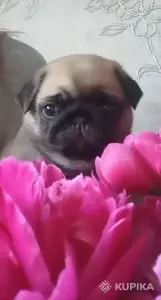 Мопсики