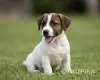Собаки - Щенки Джек Рассел - Вся Беларусь Щенки Джек Рассел - Вся Беларусь - 255706 - Доска объявлений Kupika.by