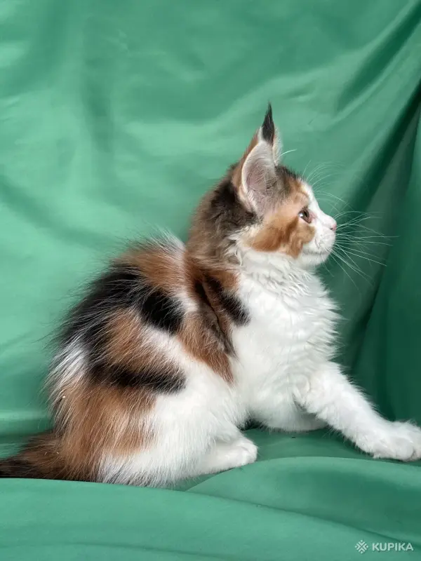 Кошки - Мейн-Кун котенок - Вся Беларусь - Фото 5 Мейн-Кун котенок - Вся Беларусь - 255733 - Доска объявлений Kupika.by - Фото 5