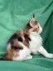 Кошки - Мейн-Кун котенок - Вся Беларусь - Фото 5 Мейн-Кун котенок - Вся Беларусь - 255733 - Доска объявлений Kupika.by - Фото 5