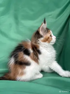 Мейн-Кун котенок