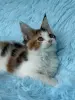Мейн-Кун котята - Вся Беларусь - 255091 - Доска объявлений Kupika.by