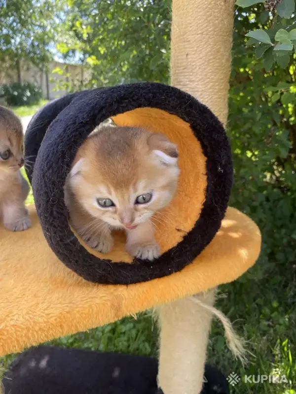 Кошки - Шотландские вислоухие котята - Вся Беларусь - Фото 3 Шотландские вислоухие котята - Вся Беларусь - 257842 - Доска объявлений Kupika.by - Фото 3