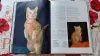 Книги, журналы - Маркус Шнек. "Котята". Фотоиллюстрации. - Вся Беларусь - Фото 8 Маркус Шнек. "Котята". Фотоиллюстрации. - Вся Беларусь - 256303 - Доска объявлений Kupika.by - Фото 8