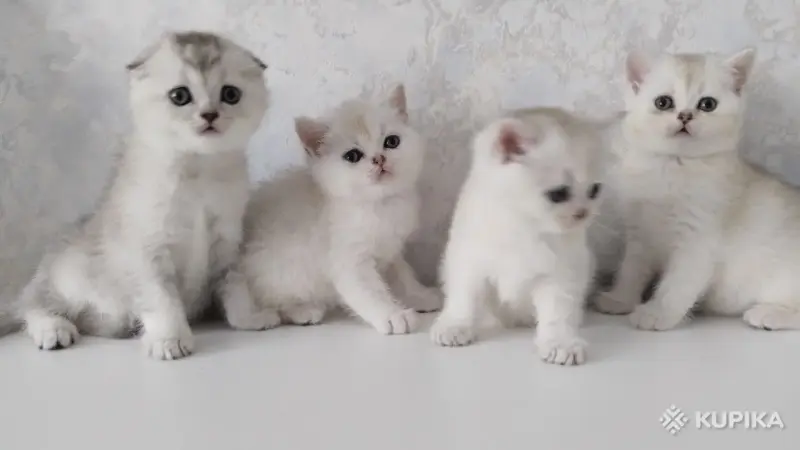Кошки - Котята шотландские - Вся Беларусь - Фото 8 Котята шотландские - Вся Беларусь - 254364 - Доска объявлений Kupika.by - Фото 8