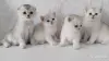 Кошки - Котята шотландские - Вся Беларусь - Фото 8 Котята шотландские - Вся Беларусь - 254364 - Доска объявлений Kupika.by - Фото 8