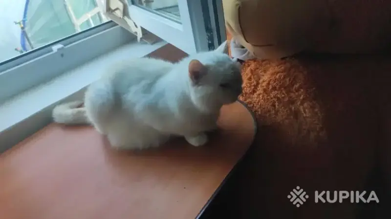 Кошки - Шотландская кошечка - Вся Беларусь Шотландская кошечка - Вся Беларусь - 255564 - Доска объявлений Kupika.by